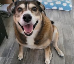 Lost Female Dog last seen Bent Oak Lane and Standard Road, Magnolia, TX 77354
