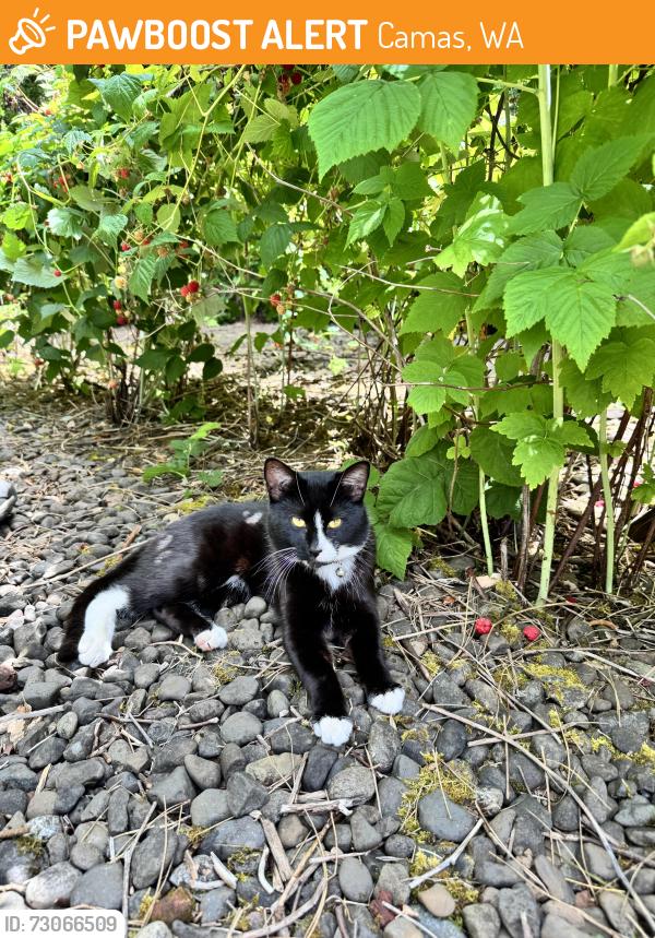 Found/Stray Unknown Cat last seen 194th Ave & 15th street, Camas, WA 98607