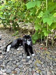 Found/Stray Unknown Cat last seen 194th Ave & 15th street, Camas, WA 98607