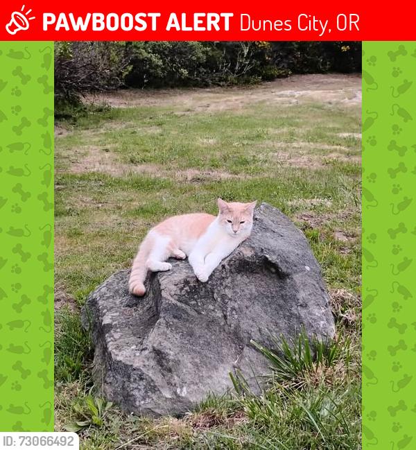 Lost Male Cat last seen Canary Road, Westlake, Westlake, OR 97493