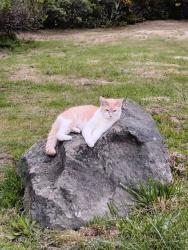 Lost Male Cat last seen Canary Road, Westlake, Westlake, OR 97493