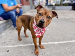 Shelter Stray Female Dog last seen Near E 169th Street, BRONX, NY, 10452, 326 E 110th St, New York, NY 10029, USA