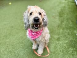 Shelter Stray Female Dog last seen NEW YORK, NY, 10029, 326 E 110th St, New York, NY 10029, USA