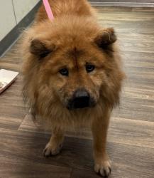 Shelter Stray Male Dog last seen Near Armstrong Street, San Diego, CA, 92111, 5500 Gaines St, San Diego, CA 92110, USA
