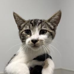 Shelter Stray Female Cat last seen Franklin Avenue, San Diego, CA, 92114, 5500 Gaines St, San Diego, CA 92110, USA