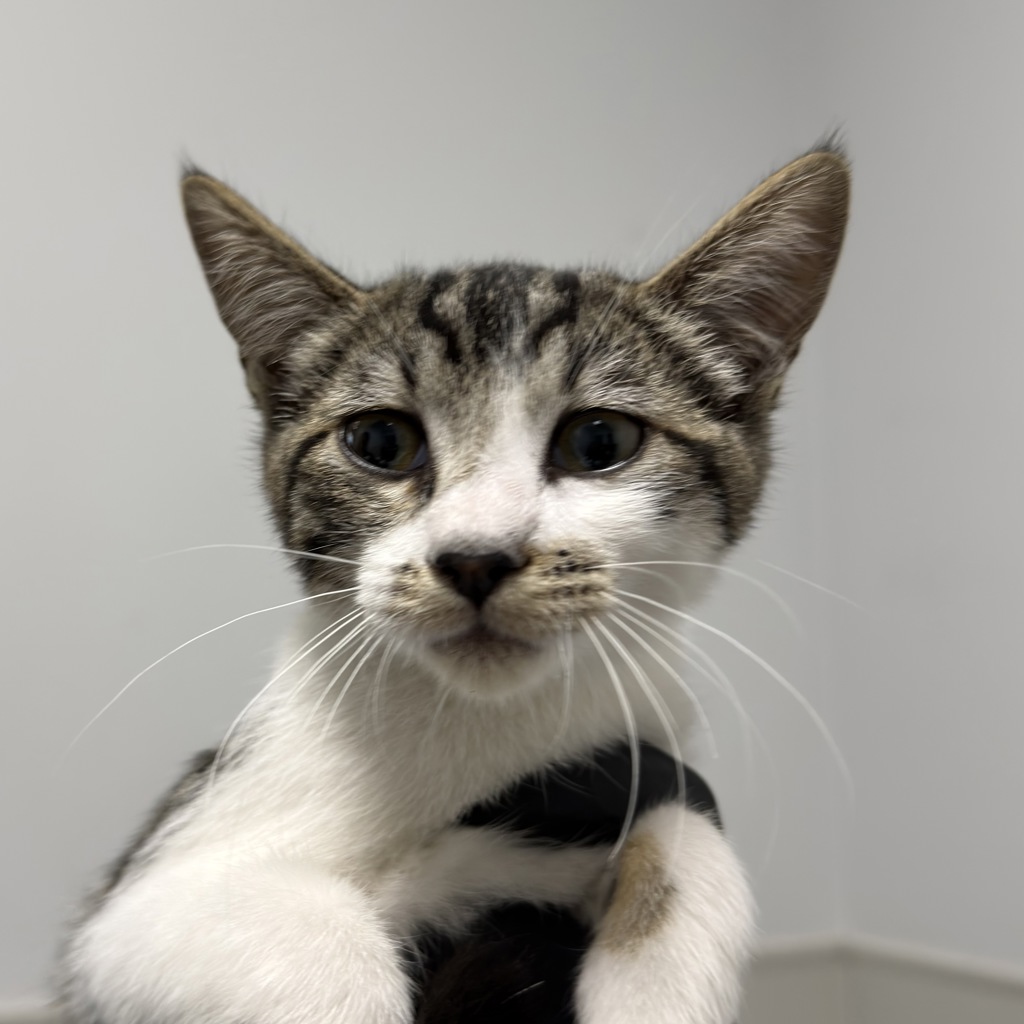 Shelter Stray Female Cat last seen Franklin Avenue, San Diego, CA, 92114, 5500 Gaines St, San Diego, CA 92110, USA