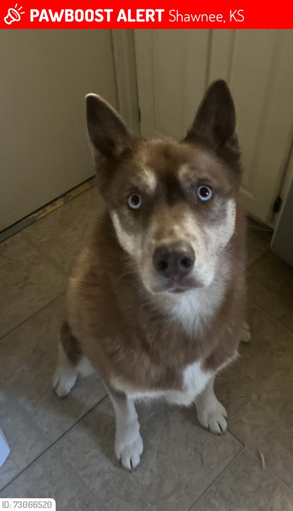 Lost Female Dog last seen Monrovia St, Shawnee, KS 66216