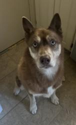 Lost Female Dog last seen Monrovia St, Shawnee, KS 66216