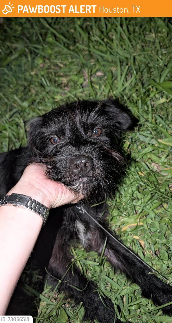 Found/Stray Male Dog last seen Fair Oaks Rd, Houston TX, Houston, TX 77023
