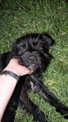 Found/Stray Male Dog last seen Fair Oaks Rd, Houston TX, Houston, TX 77023