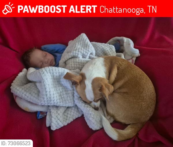Lost Male Dog last seen Taco bell, Chattanooga, TN 37416