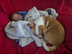 Lost Male Dog last seen Taco bell, Chattanooga, TN 37416