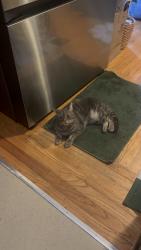 Reunited Unknown Cat last seen Avila St, El Cerrito, CA 94530