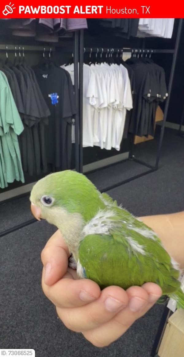 Lost Unknown Bird last seen Mecanic shop, Houston, TX 77067