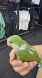 Lost Unknown Bird last seen Mecanic shop, Houston, TX 77067