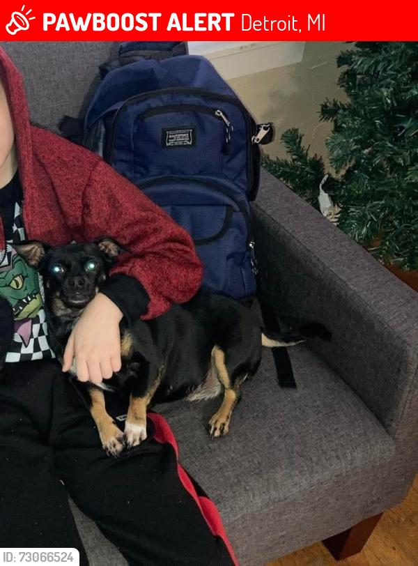 Lost Female Dog last seen McGraw Central 48210, Detroit, MI 48210