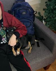 Lost Female Dog last seen McGraw Central 48210, Detroit, MI 48210