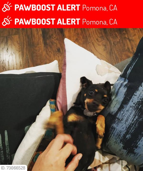Lost Female Dog last seen S San Antonio Avenue and Phillips, Pomona, CA 91799