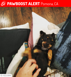 Lost Female Dog last seen S San Antonio Avenue and Phillips, Pomona, CA 91799