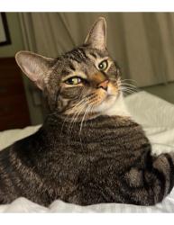 Lost Male Cat last seen Lake Vera Purdon Rd, between New Rome and Camp Augusta, Nevada County, CA 95959