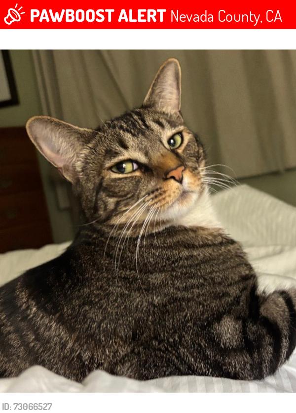 Lost Male Cat last seen Lake Vera Purdon Rd, between New Rome and Camp Augusta, Nevada County, CA 95959