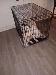 Lost Male Dog last seen South Congress area, Austin, TX 78702