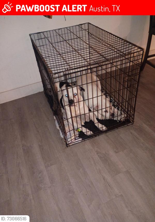 Lost Male Dog last seen South Congress area, Austin, TX 78702