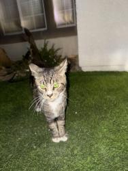 Found/Stray Unknown Cat last seen In my front yard, Henderson, NV 89074