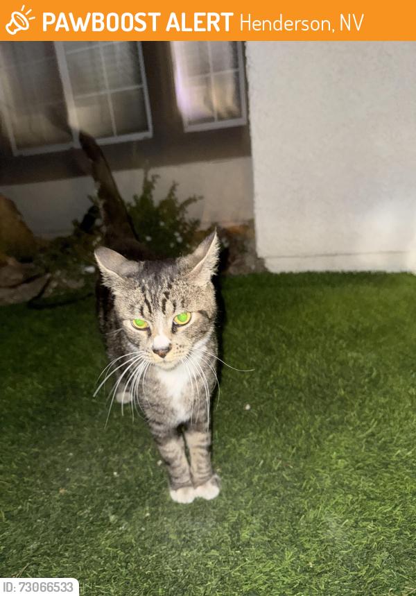 Found/Stray Unknown Cat last seen In my front yard, Henderson, NV 89074