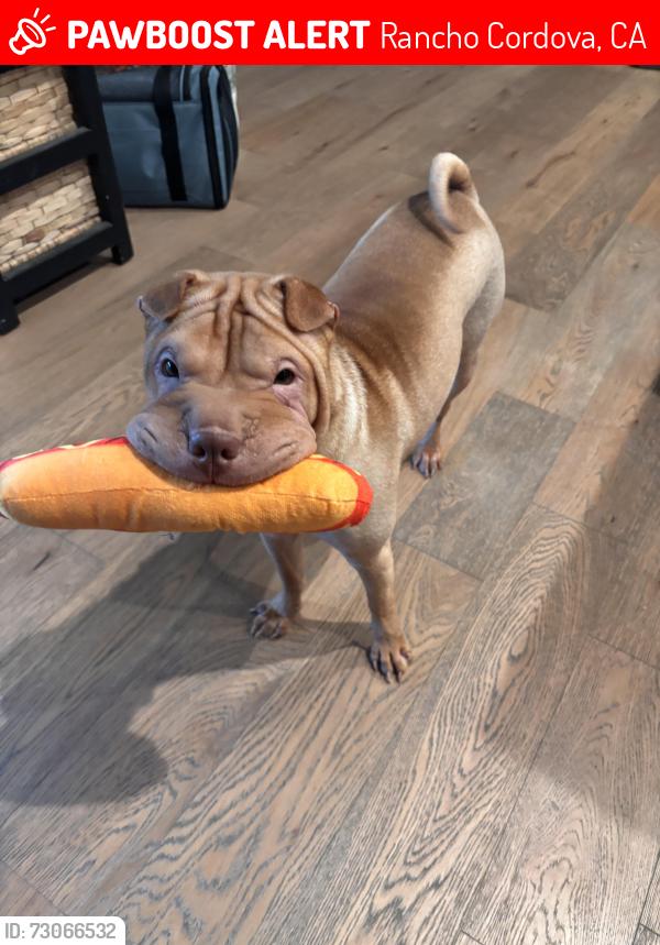 Lost Female Dog last seen douglas and grant line, Rancho Cordova, CA 95742