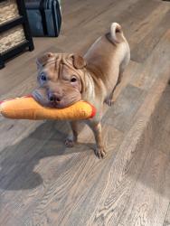 Lost Female Dog last seen douglas and grant line, Rancho Cordova, CA 95742