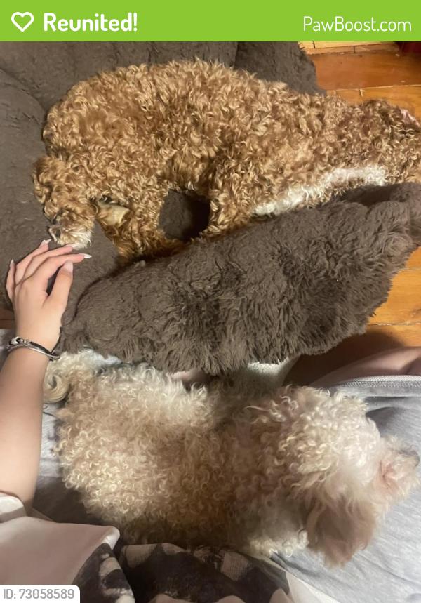 Reunited Female Dog last seen near 11354 flushing, Queens, NY 11354