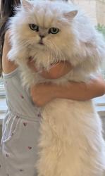 Lost Male Cat last seen Chandler and central ave, Phoenix, AZ 85048