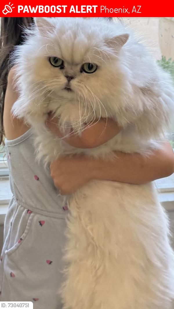 Lost Male Cat last seen Chandler and central ave, Phoenix, AZ 85048
