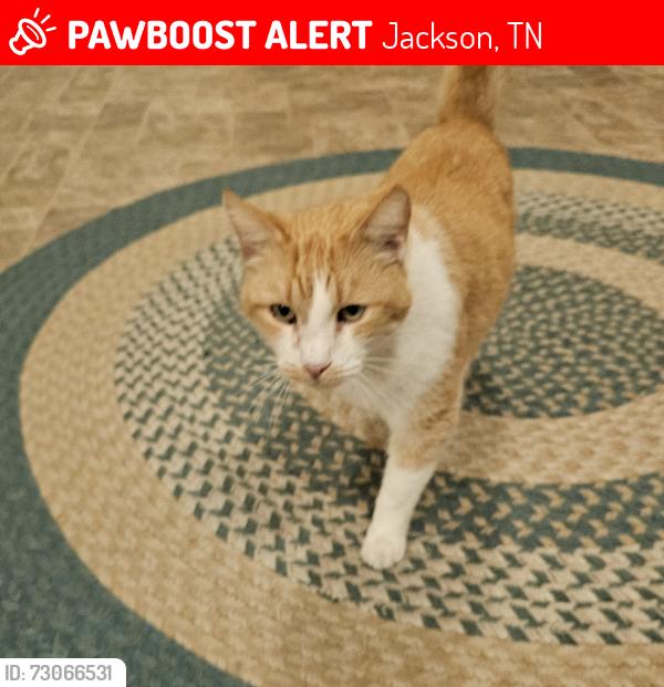 Lost Male Cat last seen Aspell Recovery campus, Jackson, TN 38301