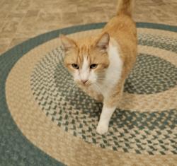 Lost Male Cat last seen Aspell Recovery campus, Jackson, TN 38301
