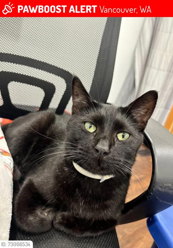 Lost Male Cat last seen hazel dell ave and 84th ave, Vancouver, WA 98663