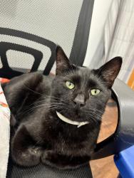 Lost Male Cat last seen hazel dell ave and 84th ave, Vancouver, WA 98663