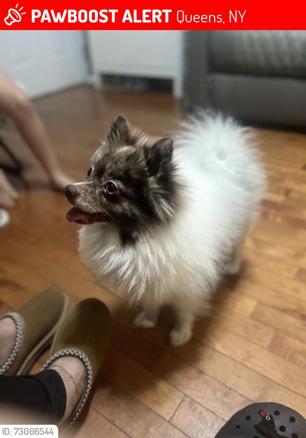 Lost Male Dog last seen Ozone Park 86th St, Queens, NY 11417
