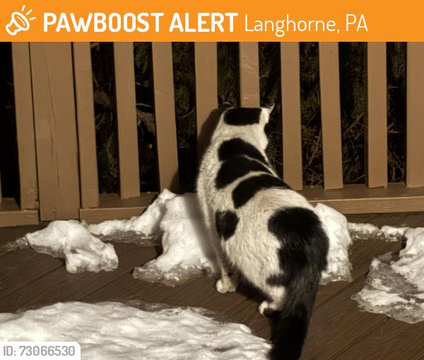 Found/Stray Male Cat last seen Paxson Lane, Langhorne, PA 19047