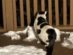 Found/Stray Male Cat last seen Paxson Lane, Langhorne, PA 19047