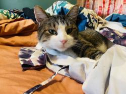 Lost Male Cat last seen Near s 90th st, Lincoln, NE 68520
