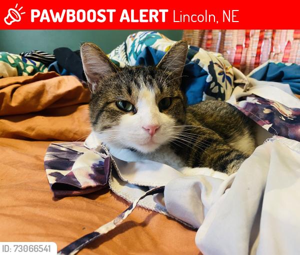Lost Male Cat last seen Near s 90th st, Lincoln, NE 68520