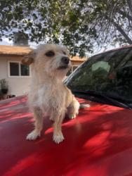 Lost Female Dog last seen Gonzalez and old coors, Albuquerque, NM 87121