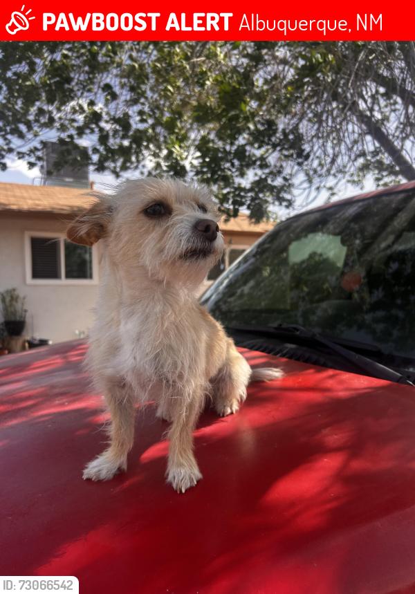 Lost Female Dog last seen Gonzalez and old coors, Albuquerque, NM 87121