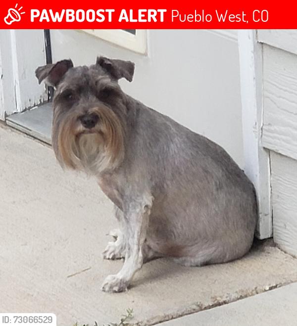 Lost Female Dog last seen Purcell blvd, Pueblo West, CO 81007