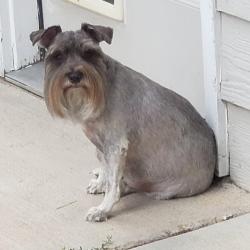 Lost Female Dog last seen Purcell blvd, Pueblo West, CO 81007