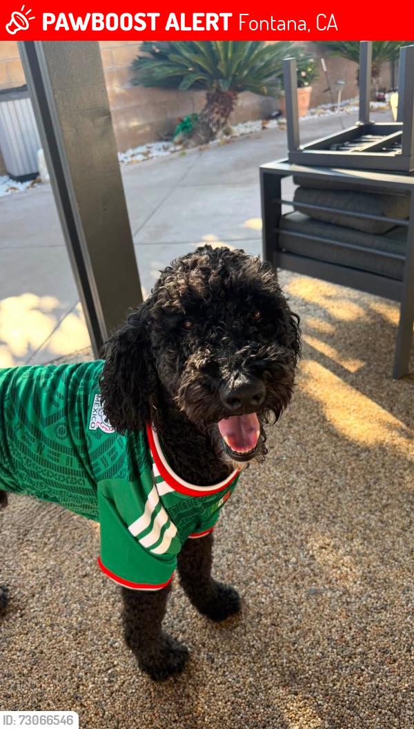 Lost Male Dog last seen Citrus & Sierra Lakes FONTANA CA, Fontana, CA 92336