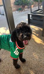Lost Male Dog last seen Citrus & Sierra Lakes FONTANA CA, Fontana, CA 92336