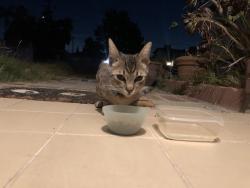 Found/Stray Male Cat last seen Farago Ave & Grand Ave, Temple City, CA 91780